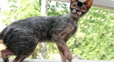 Lika cat или cat-blade